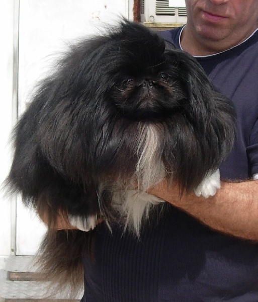 Dari de l'antre du dragon